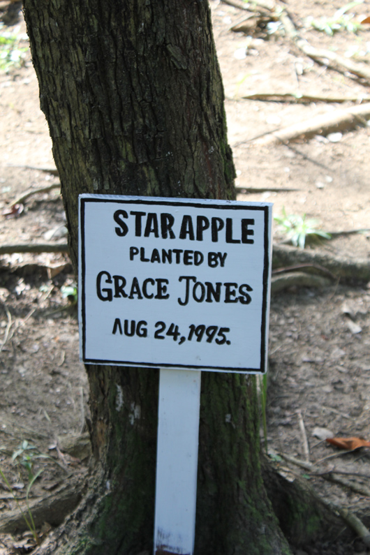 grace jones goldeneye star apple tree